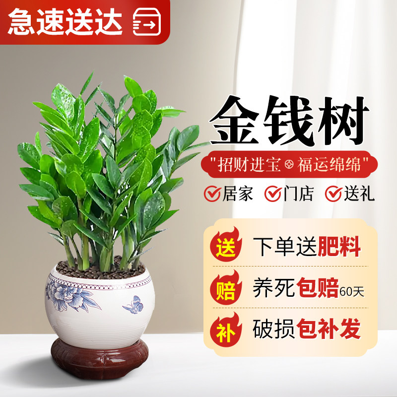 金钱树盆栽植物室内客厅绿植好养花卉办公室招财树大花盆摇钱串子