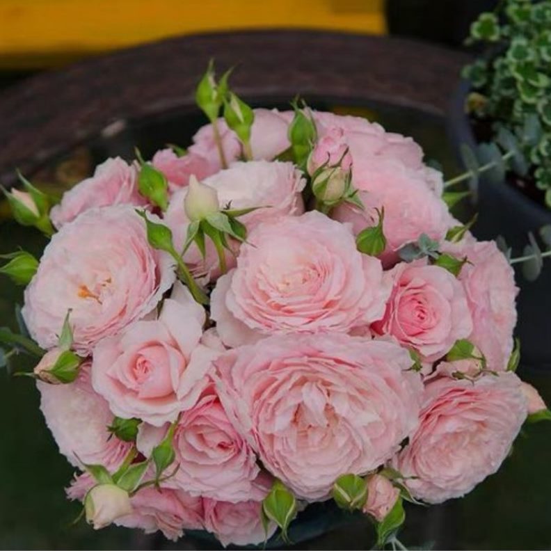 带花苞开花四季庭院栽木爬院抗病咲美阳台灌浓香四B季月季花苗盆