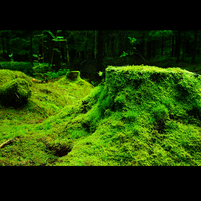 水族箱高清图鱼缸贴纸【绿植】壁纸造景装饰海景定制鱼缸背景