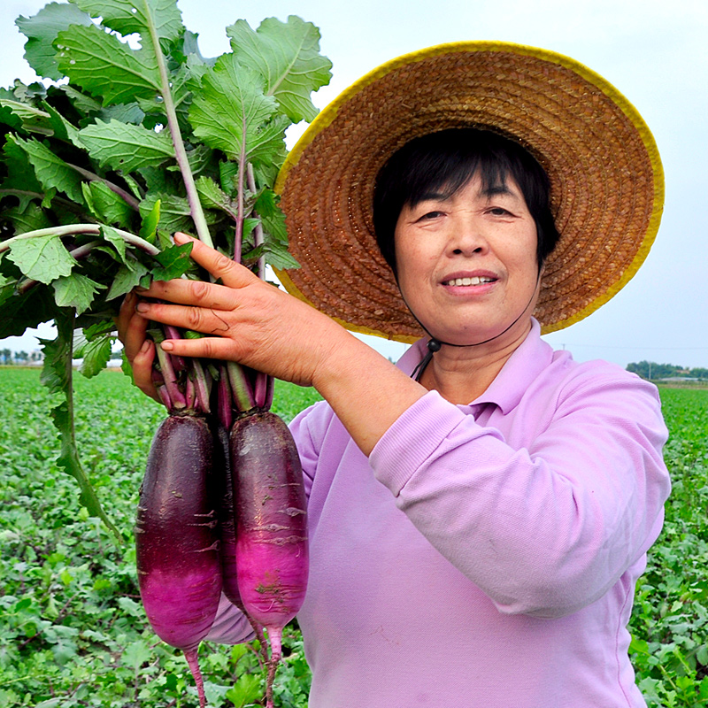 新鲜冰激凌萝卜脆甜多汁