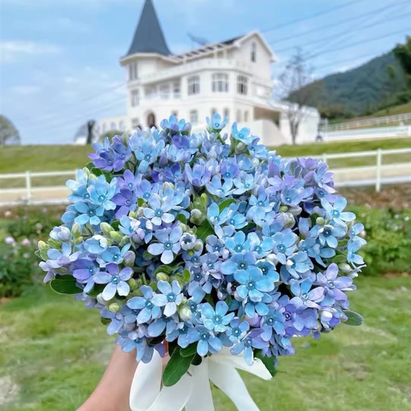 蓝星花 a天蓝尖瓣木 琉璃唐棉圆瓣品种 变色新款鲜切花 夏季颜色