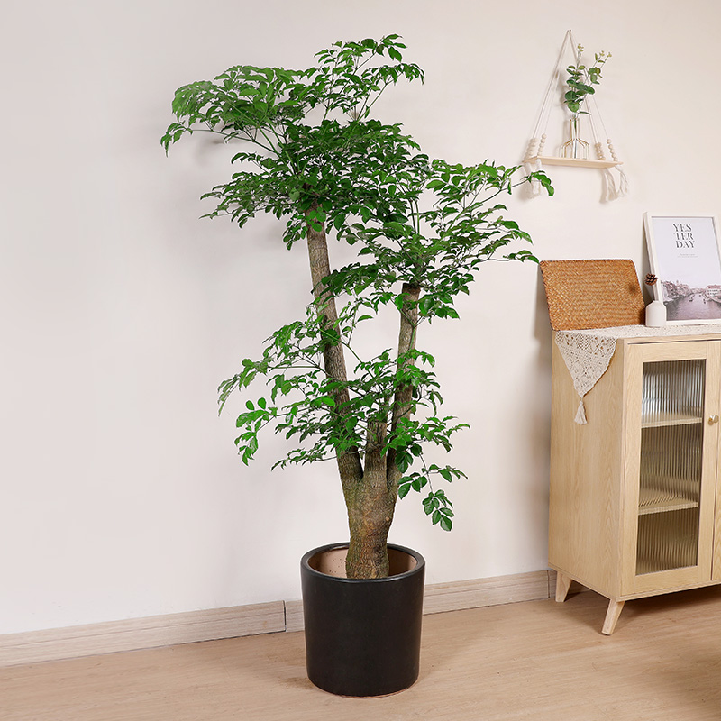 双木林幌伞枫北欧风植p物大型幸福树非绿宝大盆栽室内客厅阳台盆