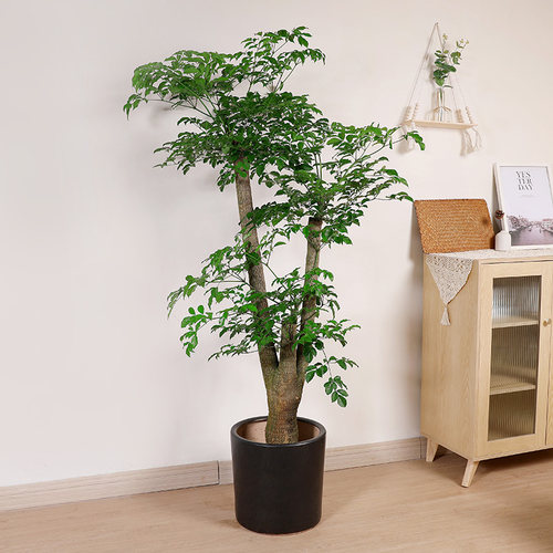 双木林幌伞枫北欧风植p物大型幸福树非绿宝大盆栽室内客厅阳台盆
