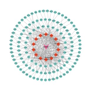 网药代做 网络药理学 PPI网络图 GO KEGG富集分析气泡图