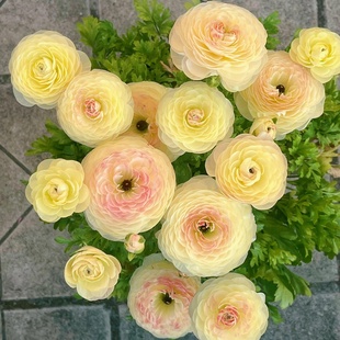 花毛茛种球带芽洋牡丹花苗室内外耐寒好养易活花卉盆栽植物花种子