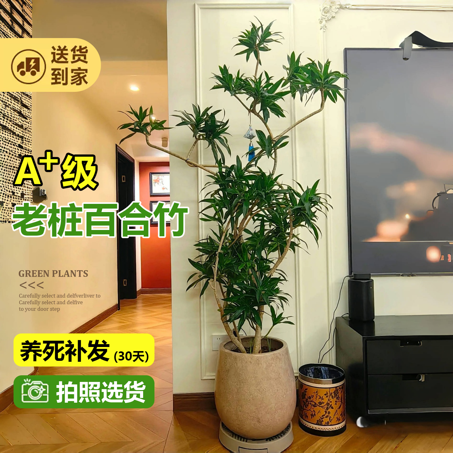 百合竹客厅绿植盆栽精品高端老桩