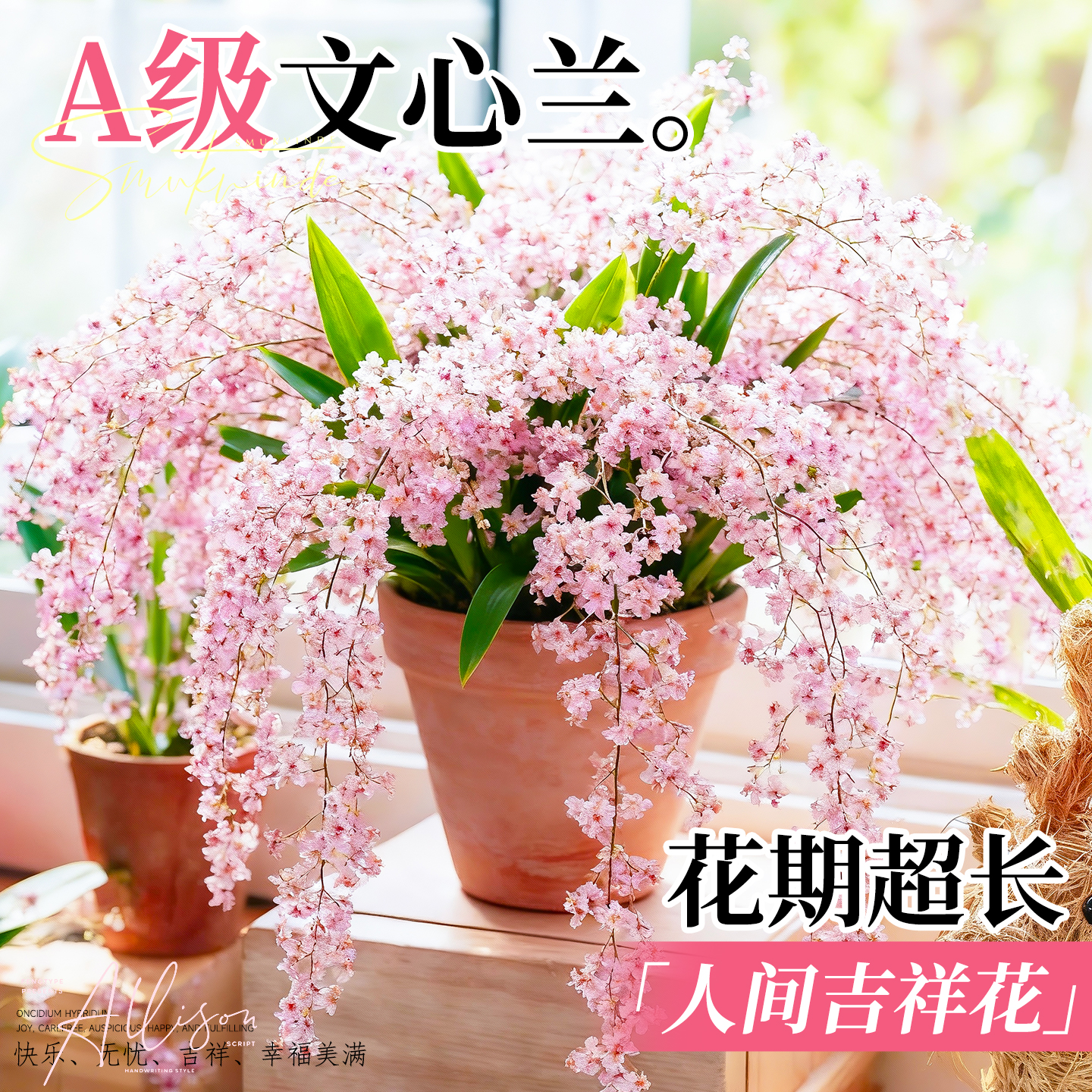 文心兰盆栽带花苞香水梦香兰花卉精品四季耐寒客厅室内阳台好养活