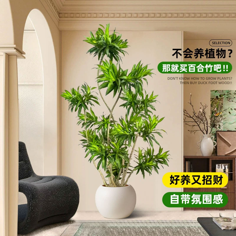 百合竹客厅绿植大型植物盆栽