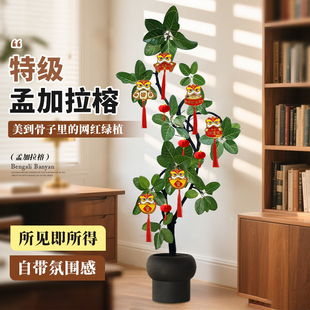 孟加拉榕客厅绿植高级感室内大型植物盆栽黄金榕轻奢办公室好养活