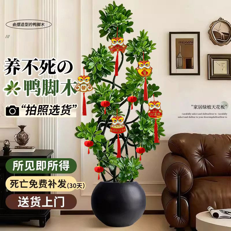 造型鸭脚木室内客厅大盆栽高级感大型绿植八方来财鸭掌木落地植物,鲜花速递/花卉仿真/绿植园艺,大型绿植/成品组合盆栽,淘宝优惠券,粉丝福利购,淘宝优惠卷