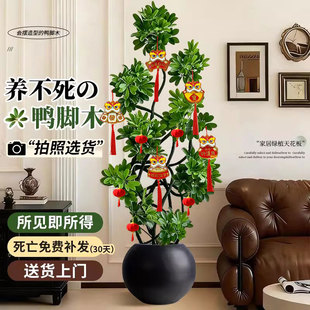 造型鸭脚木室内客厅大盆栽高级感大型绿植八方来财鸭掌木落地植物