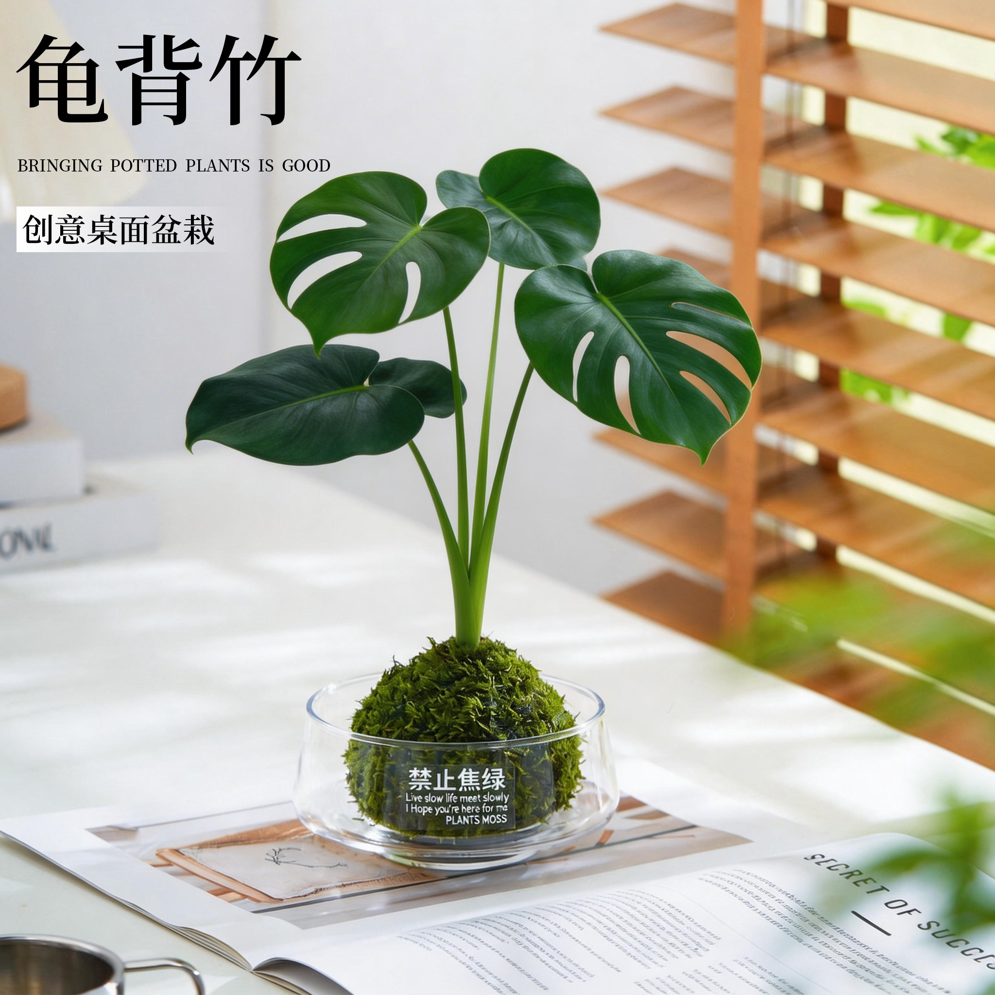 新疆包邮龟背竹盆栽玻璃瓶水培植物水培龟背竹盆栽办公室桌面好养
