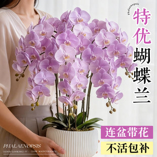 蝴蝶兰带花盆栽特大号客厅带花苞花剑年宵花卉室内绿植物四季好养