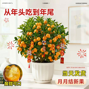 金桔树盆栽可食用带果四季桔客厅室内外小橘子盆景年宵花绿植好养