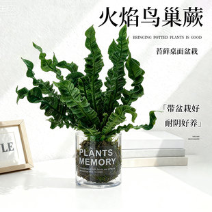 火焰鸟巢蕨苔藓球ins风办公室桌面盆栽客厅四季好养盆景生日礼物