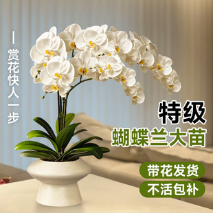 蝴蝶兰盆栽带花兰花室内客厅阳台花卉绿植好养易活的植物开花花苞