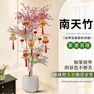 南天竹盆栽客厅真树绿植办公室内沙发边大型落地旺宅真花大号好养