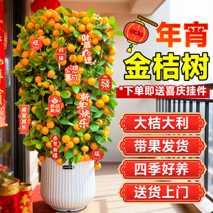 金桔树盆栽带果年桔可食用橘子树苗四季新年绿植物室内阳台年宵花