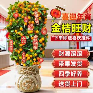 新年带果金桔树室内年桔大型植物乔迁旺宅客厅绿植树苗好养活盆栽