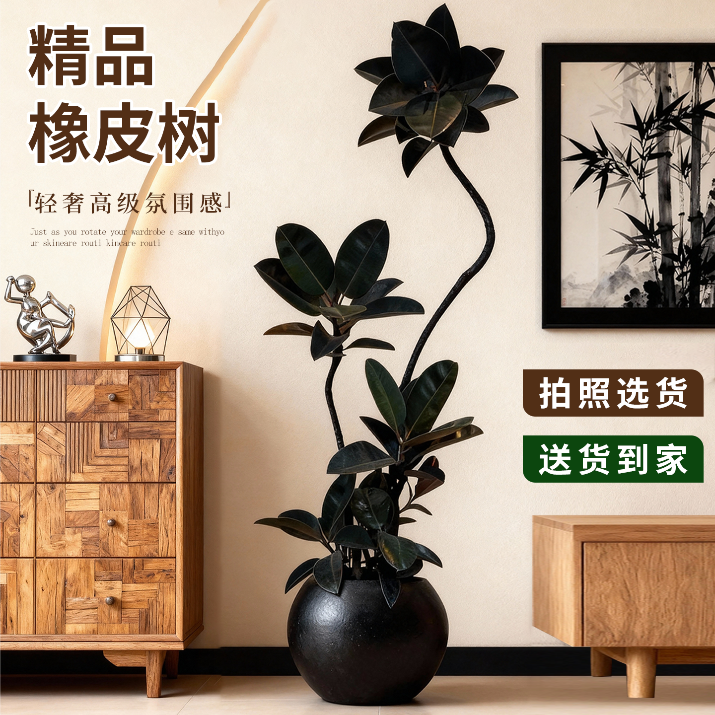 黑金刚橡皮树客厅大盆栽绿植