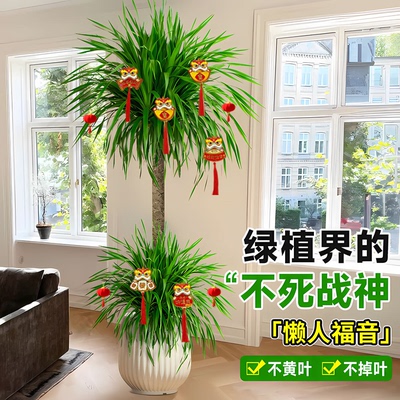 龙血树盆栽八方来财四季常青