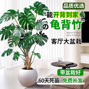 老桩龟背竹客厅大盆栽提根大叶客厅室内大型植物开背巨型绿植好养