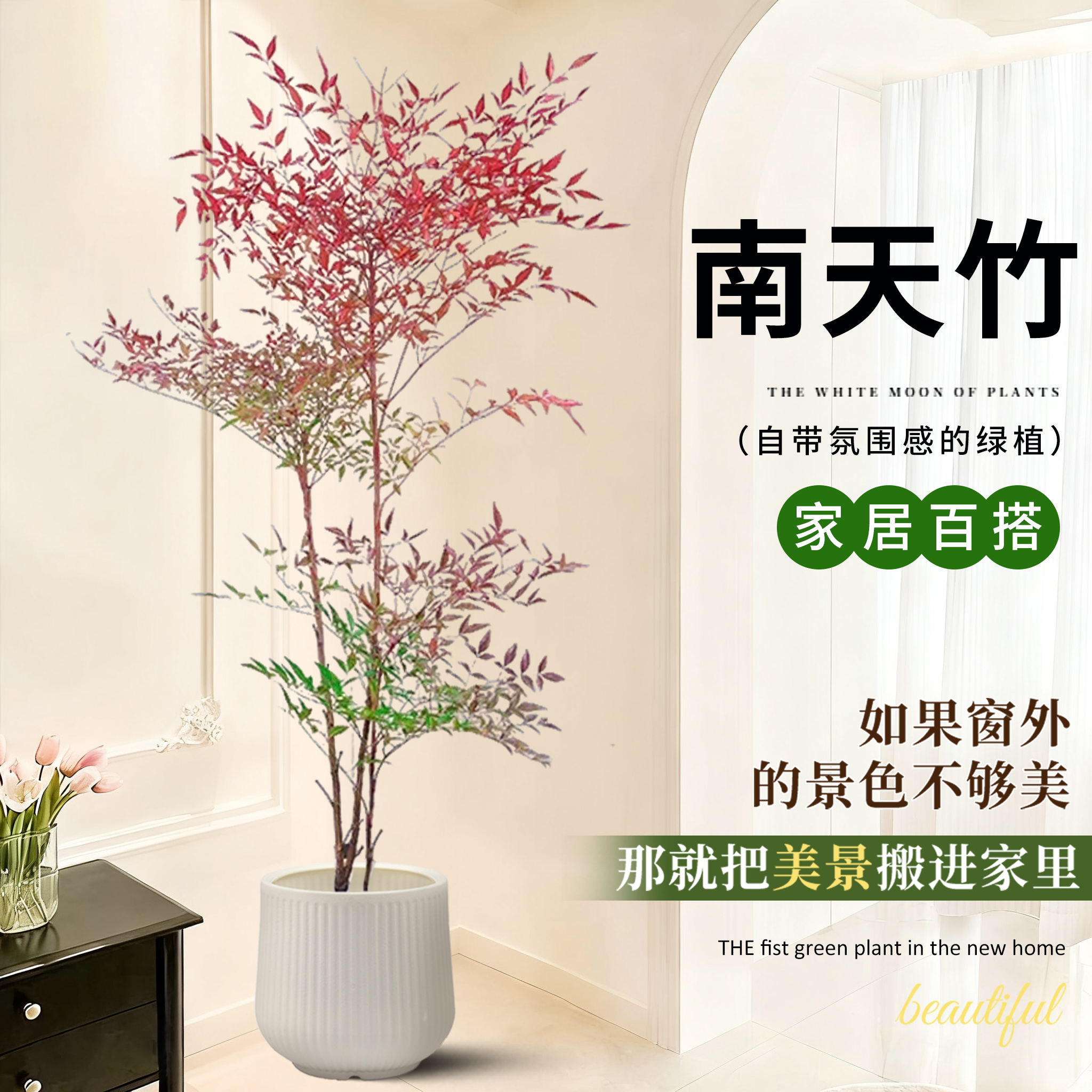 南天竹盆栽客厅真树绿植