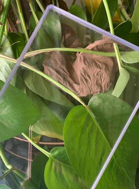 2mmPC耐力板聚碳酸酯板2mmPC板高端透明板2毫米PC耐力板