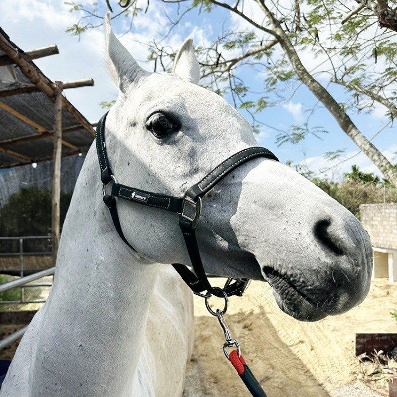 马笼头套绳马术超纤马笼套绳大小矮马缰绳速赛马笼头比赛装备马术,运动/瑜伽/健身/球迷用品,其他运动护具,淘宝优惠券,粉丝福利购,淘宝优惠卷