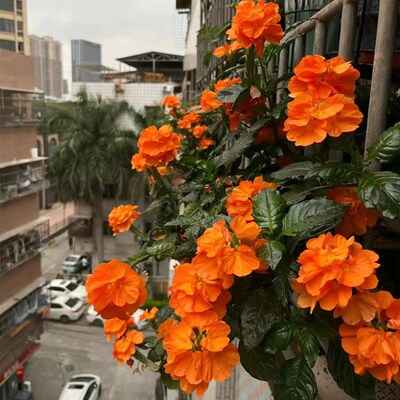 鸟尾花 耐热耐晒好养植物室外花B园花境阳台多年生观花花卉盆栽