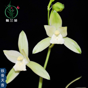 四季建兰素心兰花苗铁骨天香室内带盆栽种植O物阳台花卉浓香美观