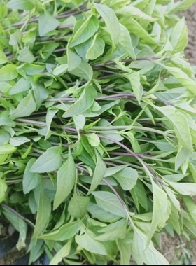 金芥香料云南新鲜蔬菜罗勒叶九层塔傣味调料金不换九层塔