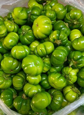 云南特色苦子果傣味野味蔬菜野菜苦茄子刺茄大苦果洋茄子