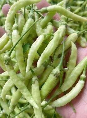 云南新鲜野山椒白米椒正宗特辣泡椒非红小米辣椒椒现摘现发