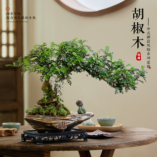 清香胡椒木盆栽真盆景植物中式茶室禅意绿植办公桌面摆件室内好养