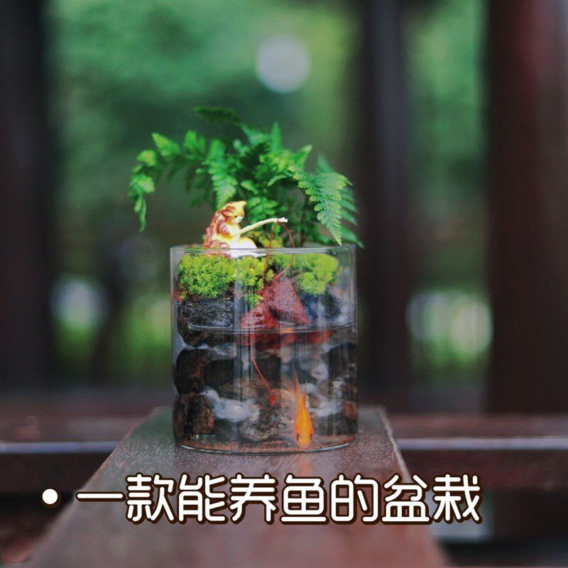 养鱼缸苔藓桌面微景观办公室宿舍寝室造景盆栽植物室内生态瓶摆件