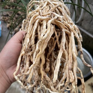 黑皮木纹草惠兰带锯齿高货随州兰花苗