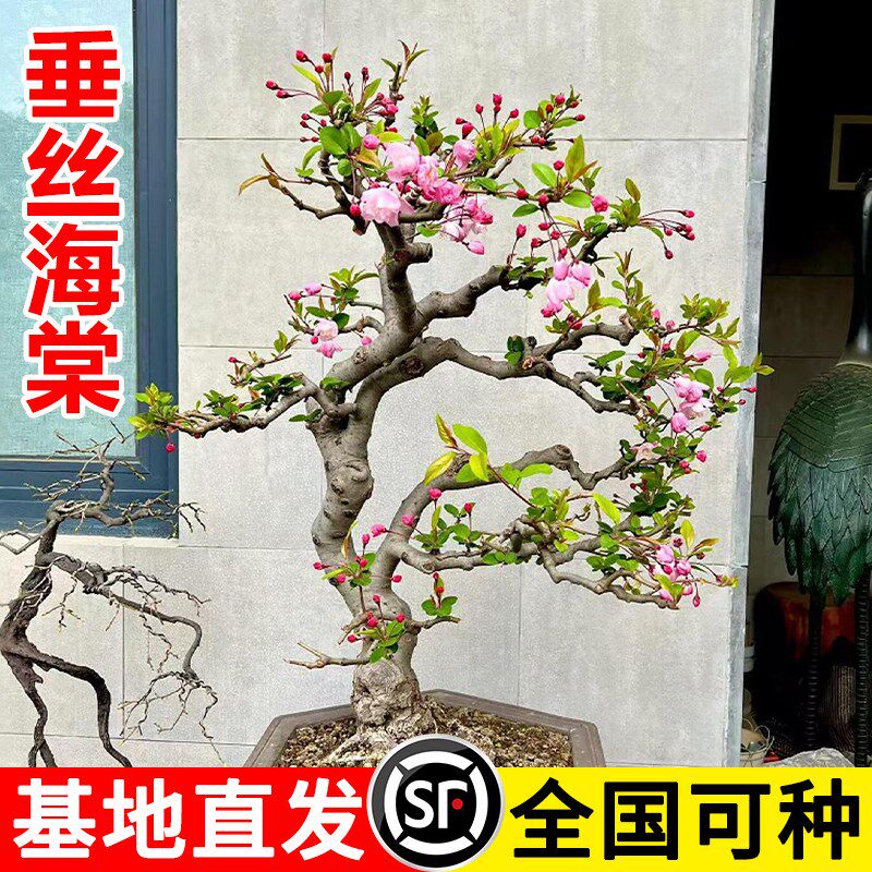 垂丝海棠花盆栽花卉植物室内外庭院四季开花树苗盆景耐寒老桩绿植