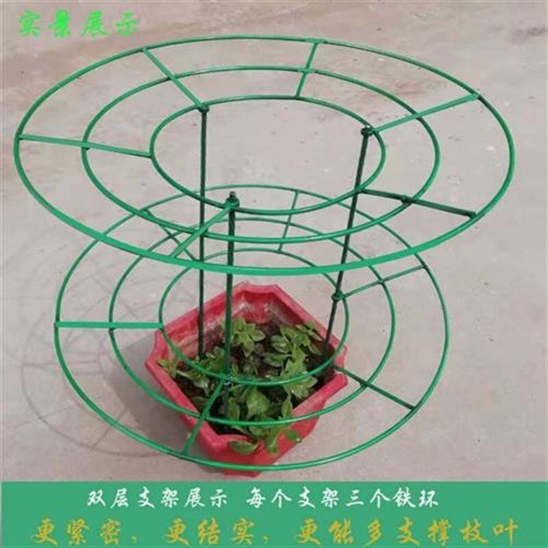 蟹爪兰专用造型支架蟹爪莲火龙果固定嫁接金属花卉伞形园艺花架.