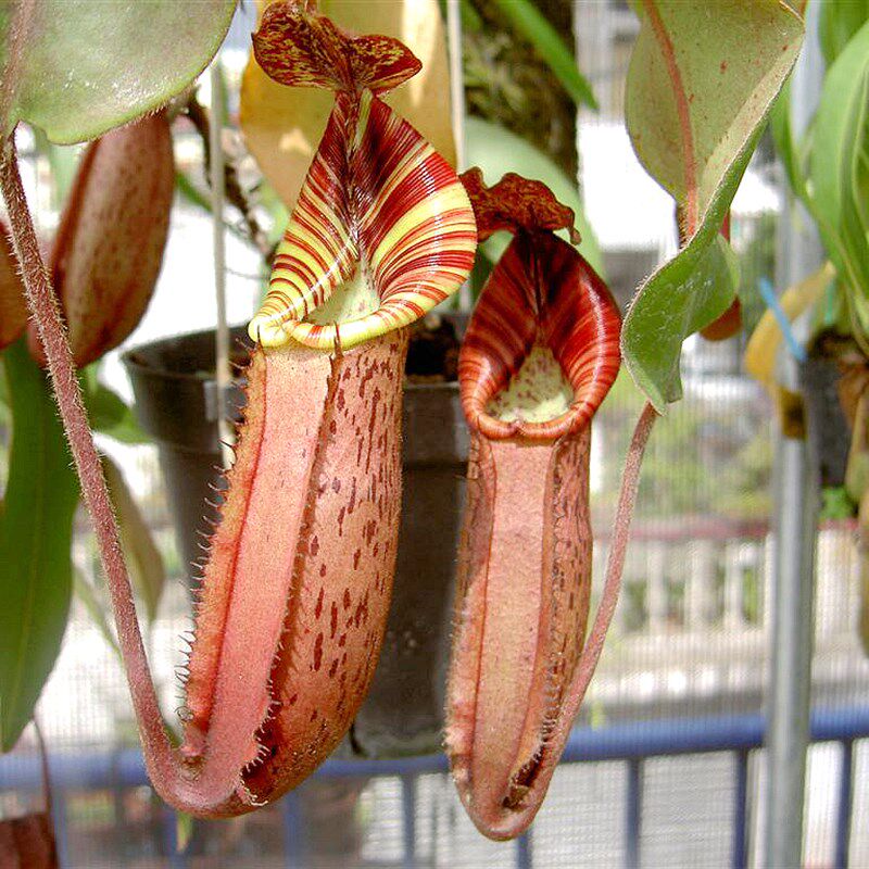 显目交维奇猪笼草食虫植物低地高地品种非常可爱漂亮的笼子