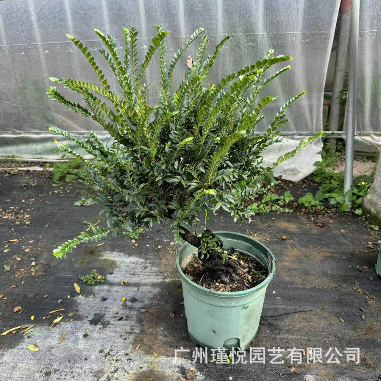 小叶造型紫檀盆栽批发????????盆景黑骨茶室内Tùng?en绿植