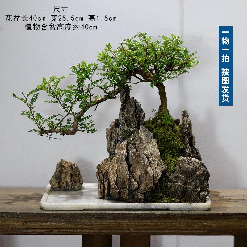 清香木盆栽小假山盆景造型植物室内客厅办公室桌面绿植胡椒木好养,鲜花速递/花卉仿真/绿植园艺,造型盆景,淘宝优惠券,粉丝福利购,淘宝优惠卷