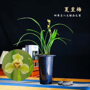 四季兰花苗建兰铭品梅瓣夏皇梅夏季秋季开花室内阳台Y花卉盆栽绿