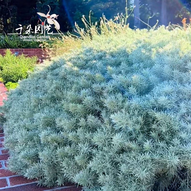 花镜植物朝雾草盆栽耐热耐寒银叶庭院绿植阳台新手大苗好养耐半荫,鲜花速递/花卉仿真/绿植园艺,绿植,淘宝优惠券,粉丝福利购,淘宝优惠卷
