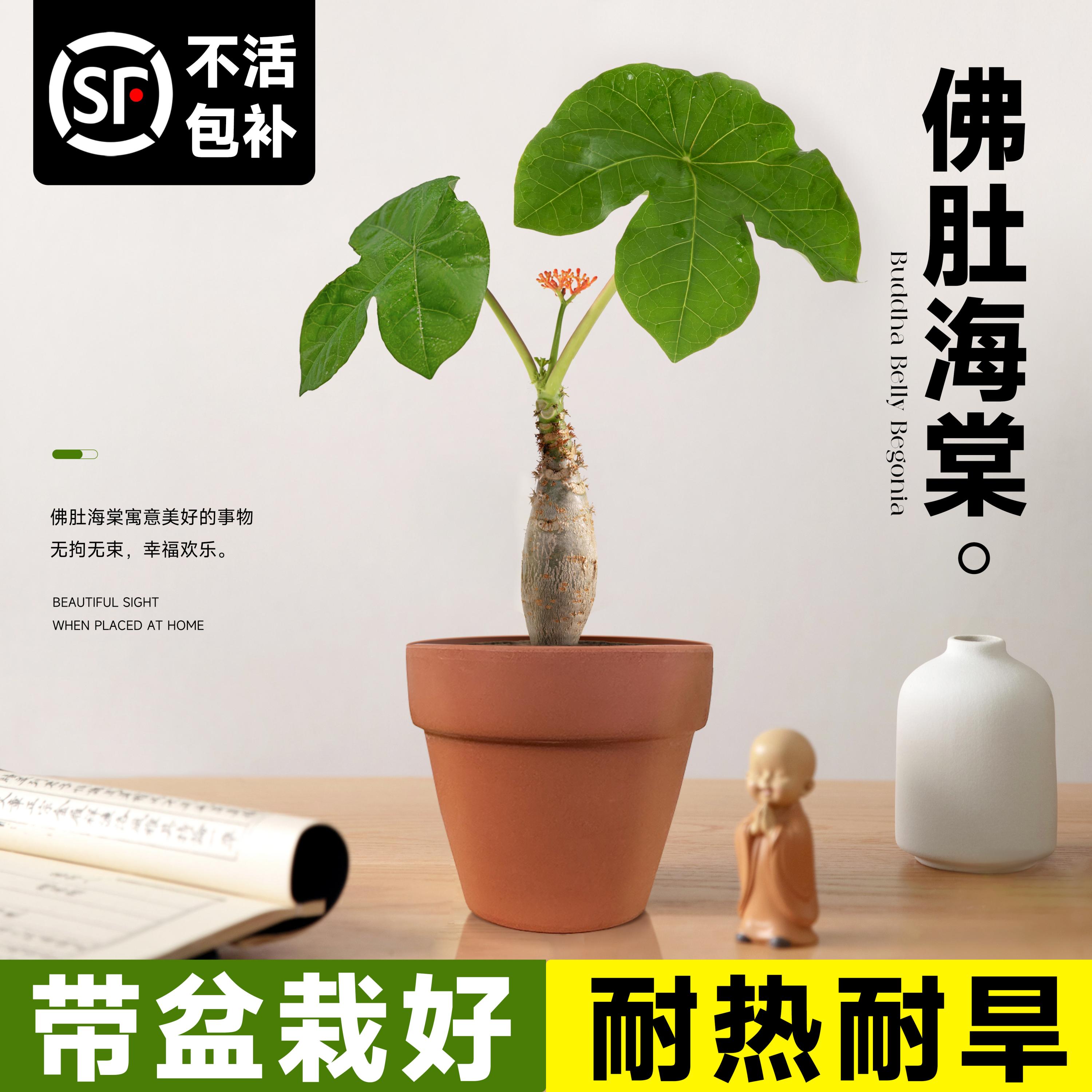 佛肚海棠老桩盆景办公室内桌面绿植耐热耐旱观叶植物X四季开花卉