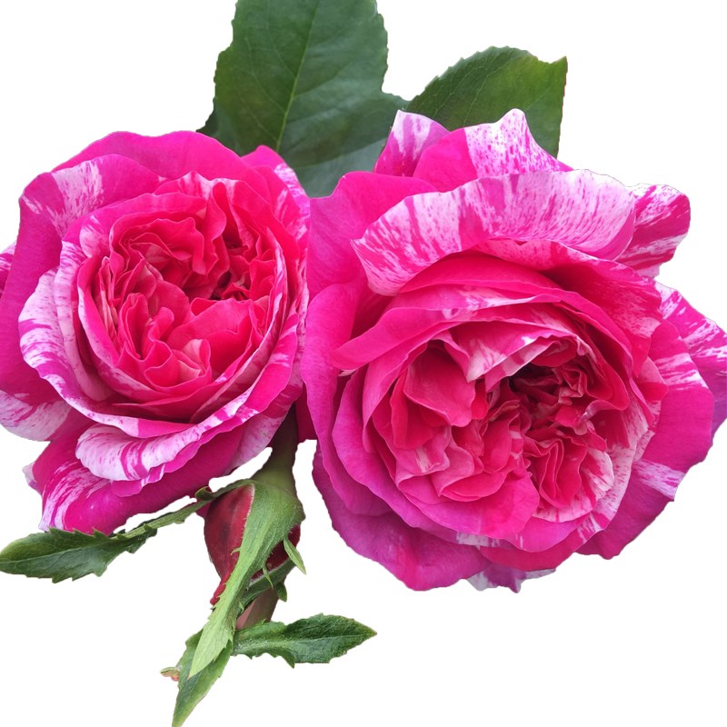 伊蕾莎斯特藤本月季花大苗盆栽浓香大花庭院蔷薇花苗爬藤四季花卉