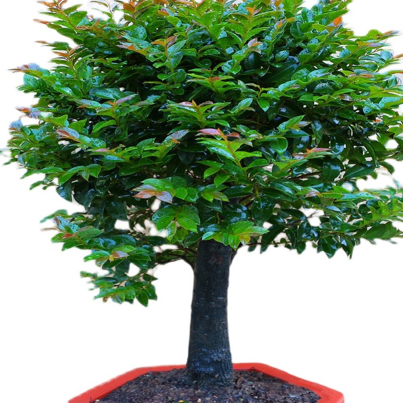 小叶紫檀盆景树桩室内客厅阳台花卉盆栽老桩绿植四季常青防辐射
