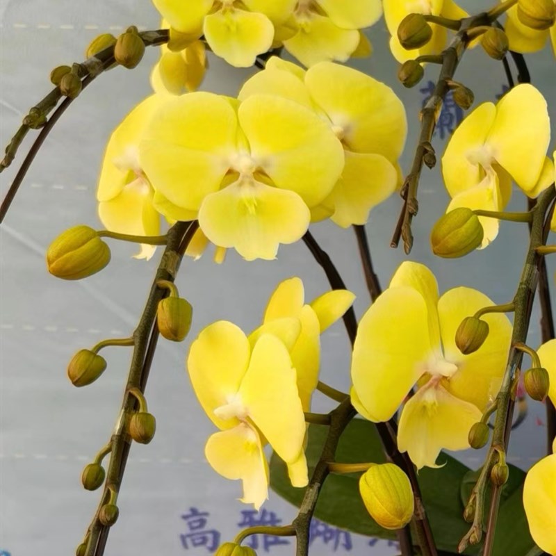 526号更新 稀m有品种蝴蝶兰苗508星月哈根达斯大吉大利纳博纳