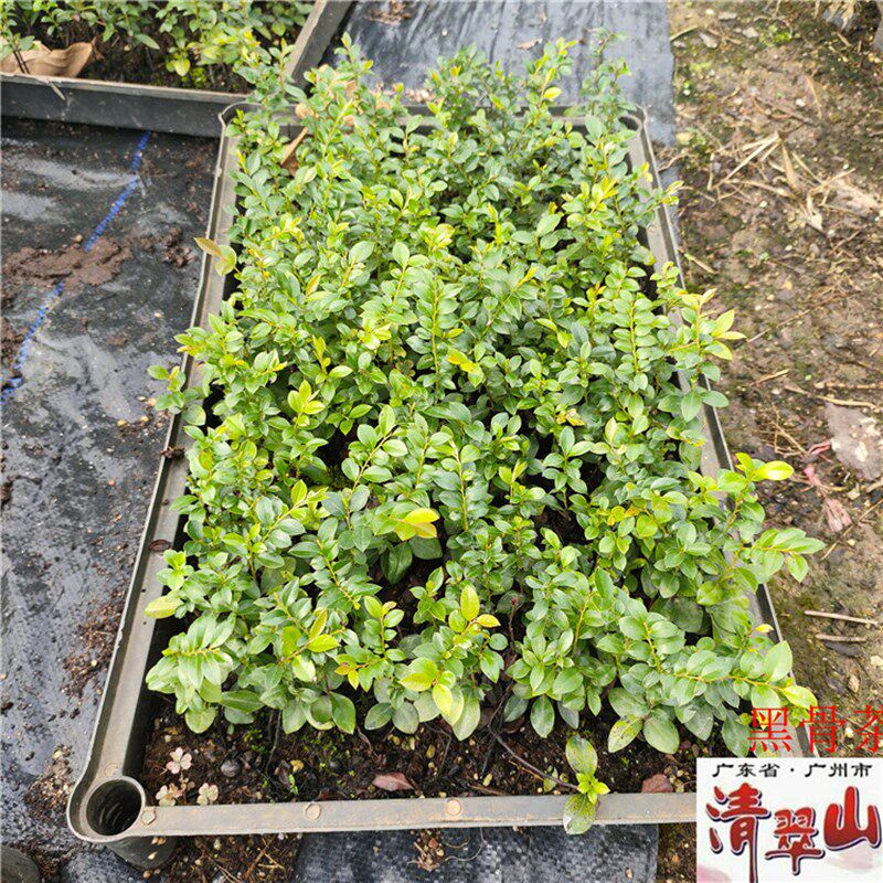 黑骨茶苗黑骨香黑檀紫檀室内景观造型盆栽庭院盆景树净化空气美观