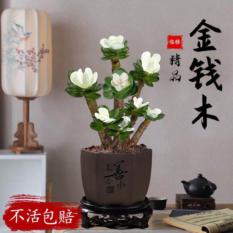 金钱木老桩多肉四季盆栽植物室内好养办公室桌面带U盆景开花小绿
